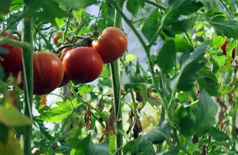 Tips för tomatplantor