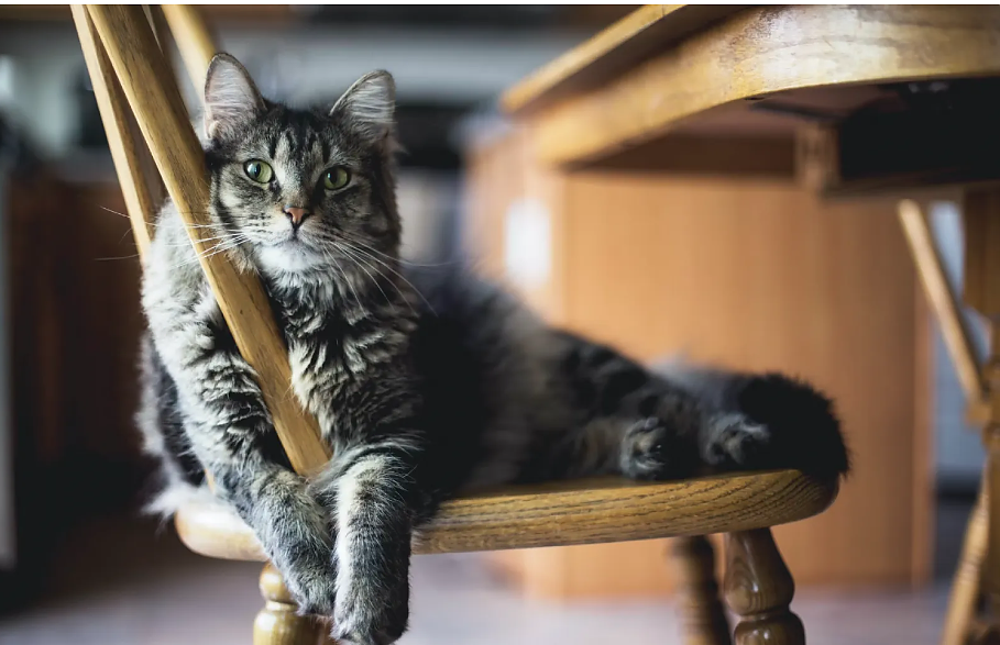 Allt om katter: hur man förstår ditt husdjur